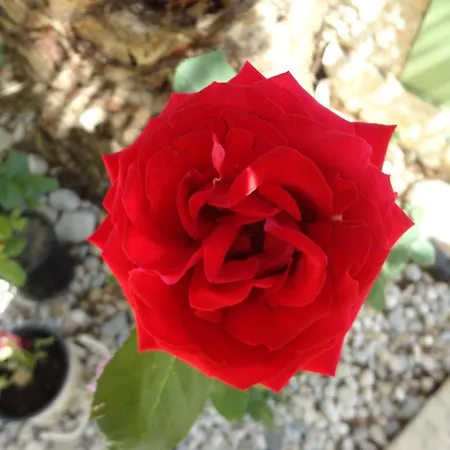 Phoenix Apartamento *