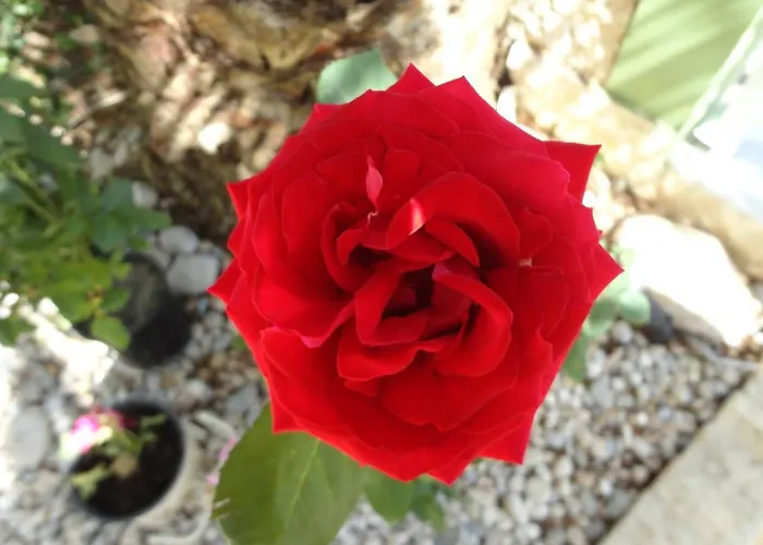 Phoenix Appartement *